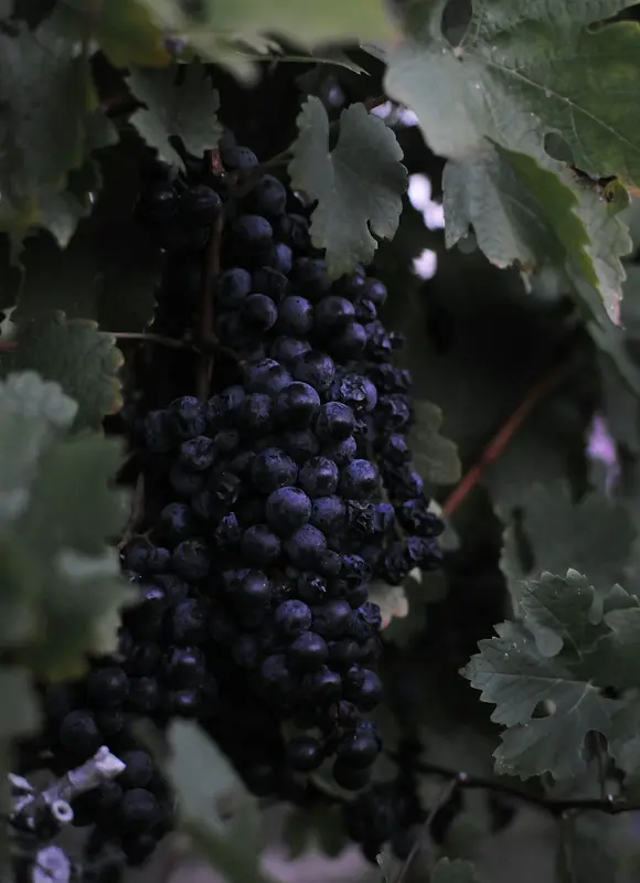 Cabernet.Love Premium Domain